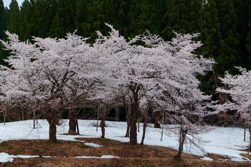 250428津南町中子の桜 250428津南町中子の桜の写真