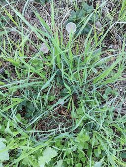 葉っぱ1032の写真