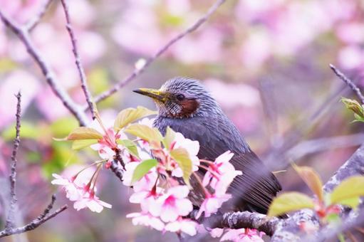 桜の枝にとまるヒヨドリ 鳥,ヒヨドリ,春の写真素材