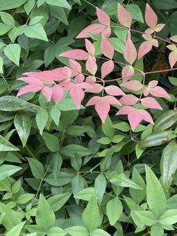 神田川10月：紅葉する南天の葉 縦 南天,ナンテン,紅葉の写真素材