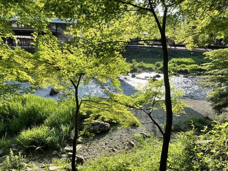 木漏れ日の小川 木漏れ日の小川の写真