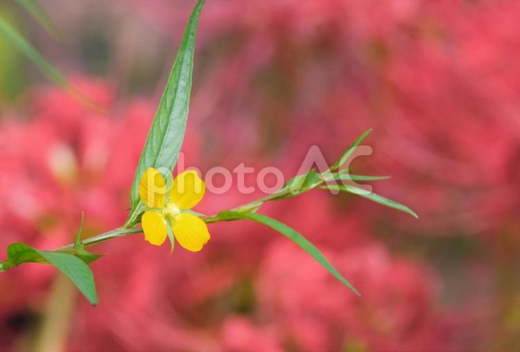 ヒレタゴボウの花と彼岸花 ヒレタゴボウ,ヒガンバナ,野草の写真素材