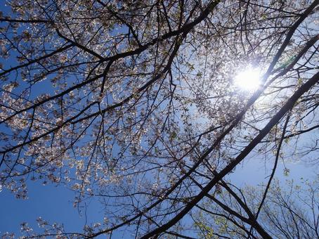 Cherry blossoms in the dazzling light -18, JPG