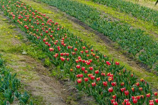 鮮やかな赤と黄色のチューリップ畑 チューリップ,畑,花の写真素材