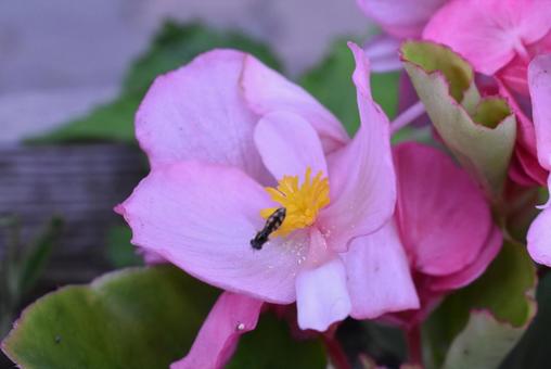 花にハチの写真