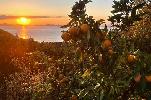 ミカン畑 広島県,大崎島,みかん畑の写真素材