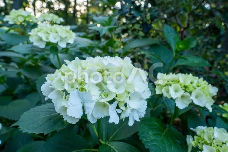 相模原北公園 相模原北公園,紫陽花,あじさいの写真素材