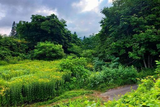 2025年7月の里山18 2025年7月の里山18の写真