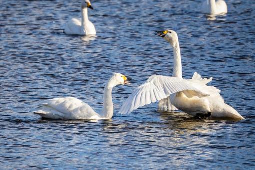 オオハクチョウ(69) 鳥,オオハクチョウ,ハクチョウの写真素材