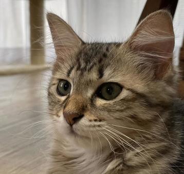 キジトラの子猫 キジトラの子猫 子猫,猫,ネコの写真素材