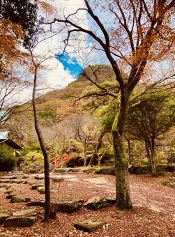 秋の紅葉 秋の紅葉の写真