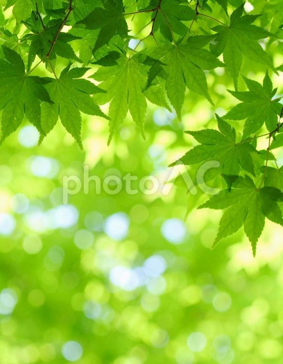 木漏れ日 緑,葉っぱ,新緑の写真素材