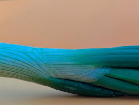 Photo, green onion, vegetables, green, 