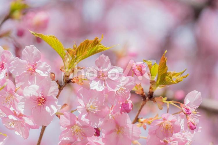 ピンクの可愛い河津桜　春イメージ 桜,さくら,サクラの写真素材