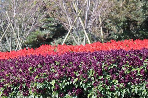 赤紫と赤の花びらの満開のサルビアの花畑 赤紫,赤,花びらの写真素材