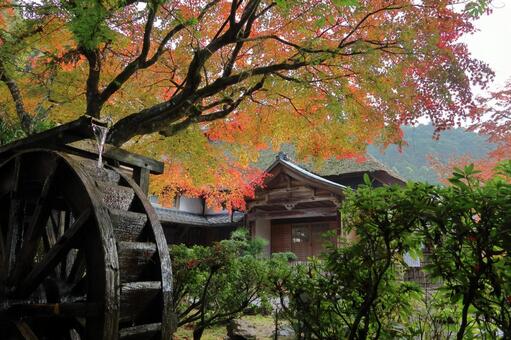 佐賀県基山町「大興善寺」の紅葉 大興善寺,紅葉,佐賀県の写真素材