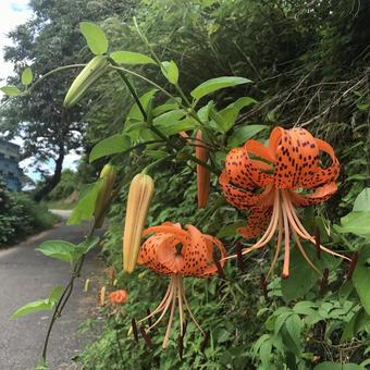 オニユリ オニユリの写真