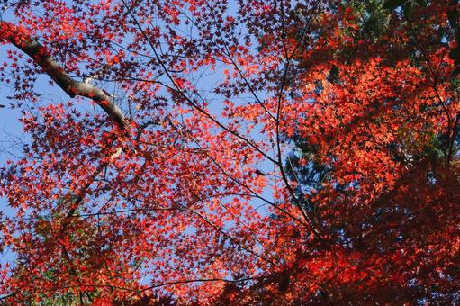 丸山公園の紅葉 紅葉,秋,青空の写真素材