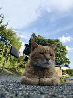 夕涼み猫 夕涼み猫の写真