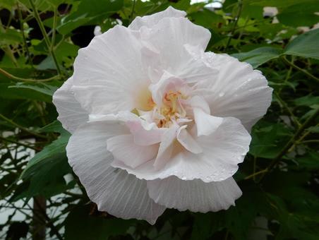 【花の写真】スイフヨウの花 【花の写真】スイフヨウの花の写真