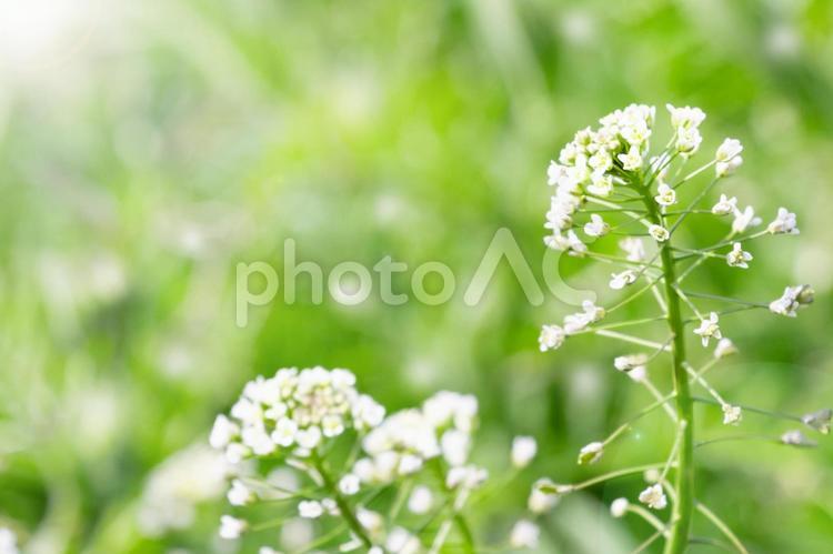 野原に咲くぺんぺん草（ナズナ）の淡い背景 ナズナ,ぺんぺん草,キラキラの写真素材