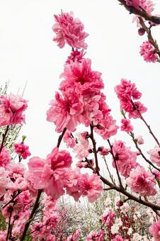 満開の桃の花 桃,花,ピンクの写真素材