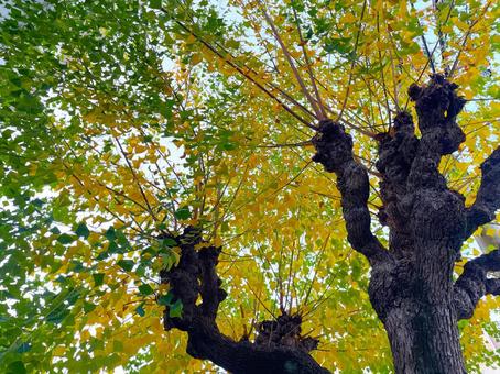 グラデーションが綺麗ないちょうの紅葉 紅葉,木,秋の写真素材