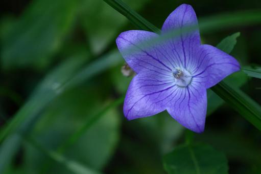 Photo, campanulaceae, flower, bellflower family, 