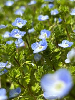花の素材(オオイヌノフグリ) 花の素材(オオイヌノフグリ)の写真
