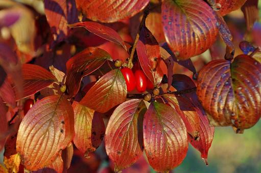 色づくハナミズキの葉と実 紅葉,色づく,実の写真素材