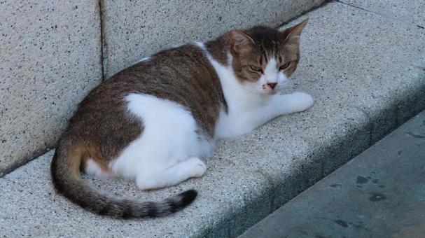 Photo, cat, kisishiro, evening cool, 