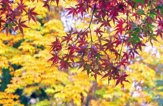 もみじの紅葉 紅葉,秋,もみじの写真素材