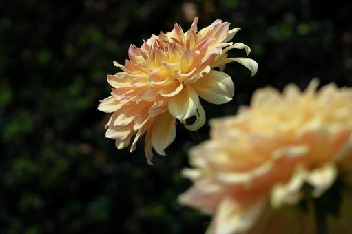 色鮮やかな大輪 色鮮やかな大輪 ダリア,花,キク科の植物の写真素材