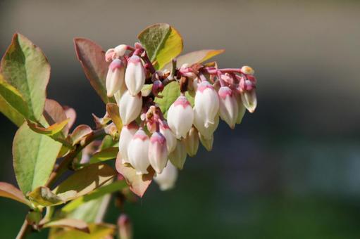 ブルーベリー 　花マクロ ブルーベリー,美味しい,果実の写真素材
