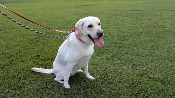 可愛いラブラドール 可愛いラブラドール ラブラドール,レトリーバー,犬の写真素材