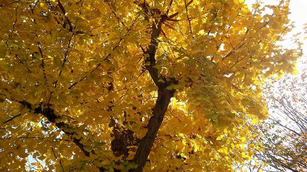 Autumn leaves, flourished, outdoors, of gold, JPG