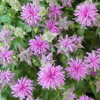 Monarda Flower Be Mine Pink, JPG Monarda Flower Be Mine Pink, JPG