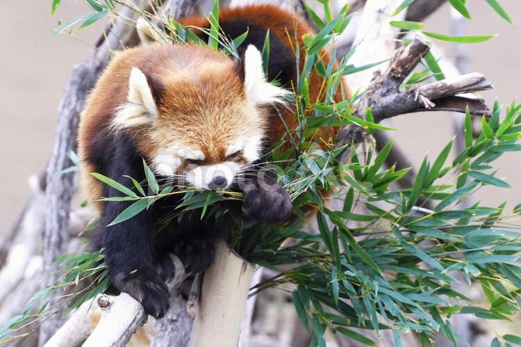 円山動物園の人気者 レッサーパンダ,動物,哺乳類の写真素材