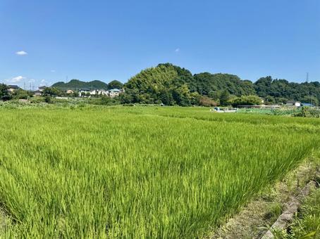 あきる野市 畑 あきる野市 畑 秋川渓谷,畑,稲の写真素材