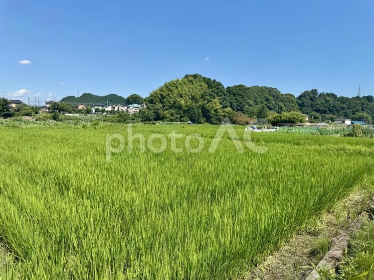 あきる野市　畑 秋川渓谷,畑,稲の写真素材