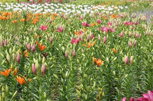 Photo, lily, yuri, early summer, 