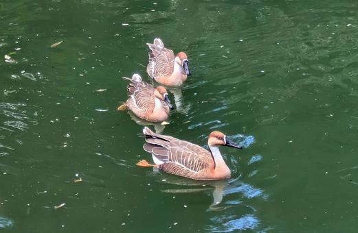 Mother and Ducklings, JPG