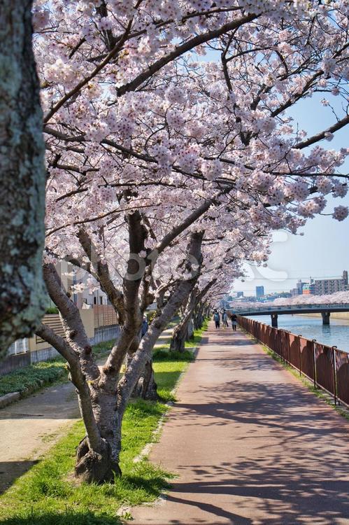 桜並木の道 桜,さくら,サクラの写真素材