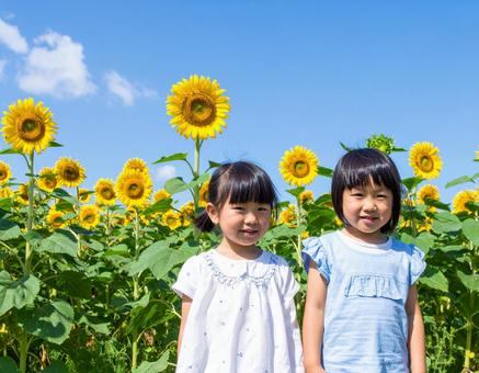 ひまわりと青空と子供たち ひまわりと青空と子供たちの写真