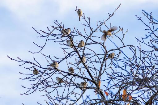 スズメの若鳥(73) 鳥,スズメ,若鳥の写真素材