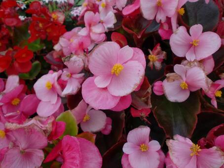 １１月のベゴニアの花 植物,花,シュウカイドウ科の写真素材