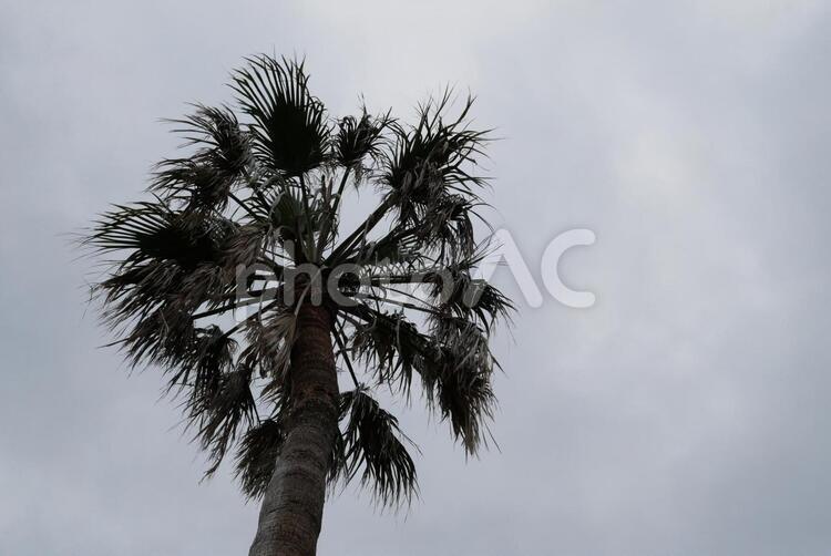 ヤシの木 空,自然,熱帯の写真素材