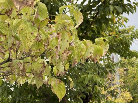 神田川9月:秋の紅葉の変な枯葉 2025 神田川9月:秋の紅葉の変な枯葉 2025 緑樹,枯葉,紅葉の写真素材