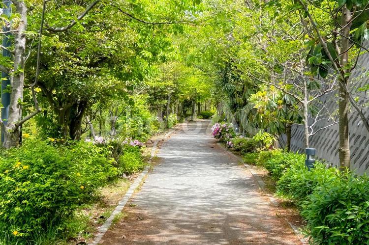 初夏の緑豊かな木々に癒される散歩道 散策,新緑,歩道の写真素材