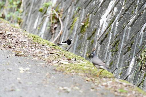 セグロセキレイの野鳥写真02 セグロセキレイの野鳥写真02 セグロセキレイ,セキレイ,鳥の写真素材